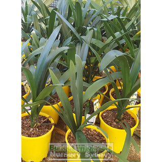 Clivia Miniata 200Mm Cream/yellow Default Type