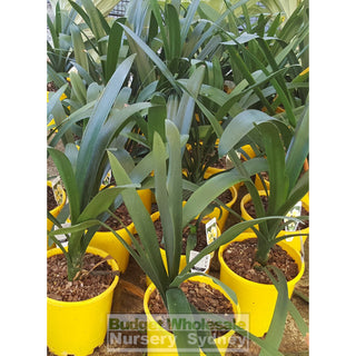 Clivia Miniata 200Mm Cream/yellow Default Type