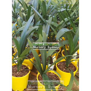 Clivia Miniata 200Mm Cream/yellow Default Type