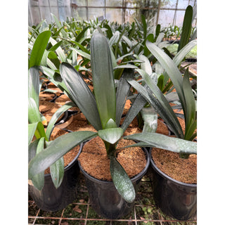 Clivia Miniata Large Belgian Hybrid 200mm Pot Plants