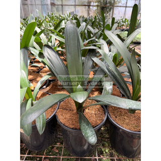 Clivia Miniata Large Belgian Hybrid 200mm Pot Plants