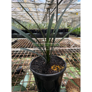 Clivia Miniata Large Belgian Hybrid 200mm Pot Plants