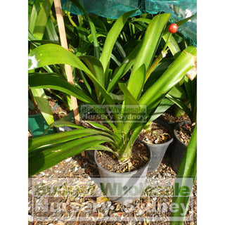 Clivia Miniata Large Belgian Hybrid 200Mm Pot Plants