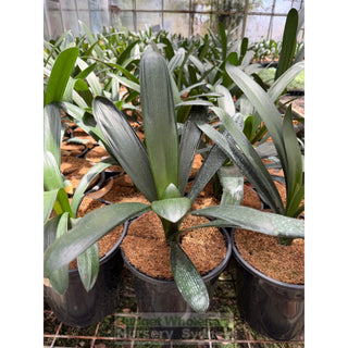 Clivia Miniata Large Belgian Hybrid 200mm Pot Plants