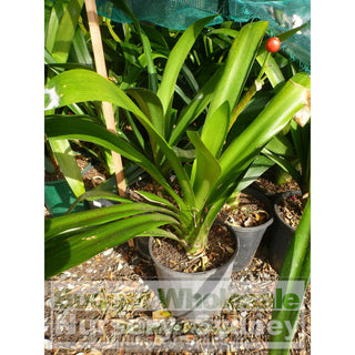 Clivia Miniata Large Belgian Hybrid 200Mm Pot Plants