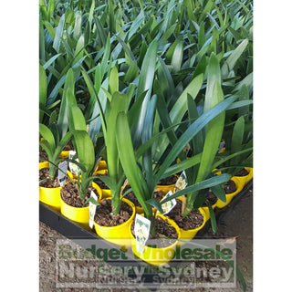Clivia Miniata Small 140Mm Pots Cream/yellow Default Type