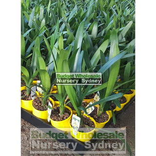 Clivia Miniata Small 140Mm Pots Cream/yellow Default Type
