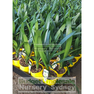 Clivia Miniata Small 140Mm Pots Cream/yellow Default Type
