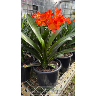 Clivia Miniata XLarge Belgian Hybrid 270mm Pot - Plants