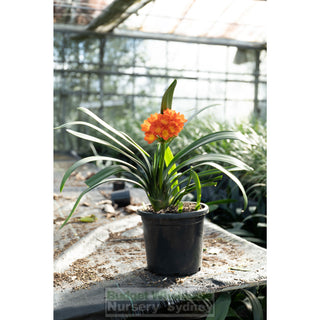 Clivia Miniata Xlarge Belgian Hybrid 300Mm Pot Plants