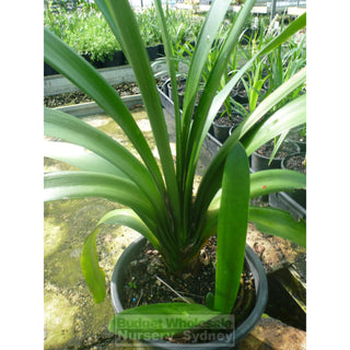 Clivia Miniata Large Belgian Hybrid 200Mm Pot Plants
