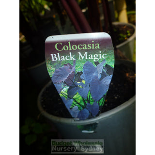 Colocasia Esculenta Black Magic (Taro) 140Mm Plants
