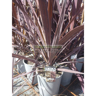 Cordyline Australis Black Knight (Nz Cabbage Tree) 200Mm Pot Default Type