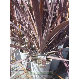 Cordyline Australis Black Knight (Nz Cabbage Tree) 200Mm Pot Default Type