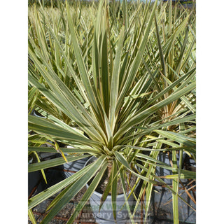 Cordyline Australis Torbay Dazzler Nz Cabbage Tree 200Mm Pot Default Type