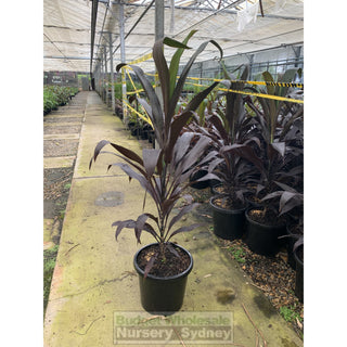 Cordyline Black Magic Large 300Mm Pot 25L Default Type