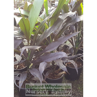 Cordyline Black Magic Large 300Mm Pot 25L Default Type