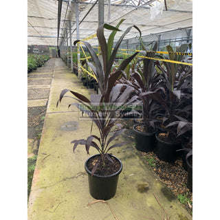Cordyline Black Magic Large 300Mm Pot 25L Default Type