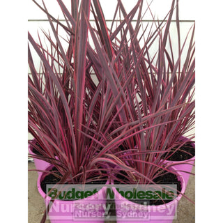 Cordyline Electric Pink 200Mm Pots Plants