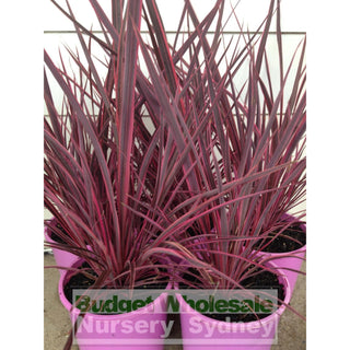 Cordyline Electric Pink 200Mm Pots Plants