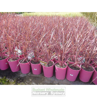 Cordyline Electric Pink 200Mm Pots Plants