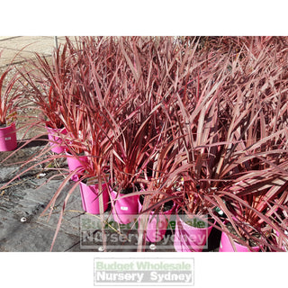 Cordyline Electric Pink 200Mm Pots Plants