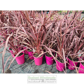 Cordyline Electric Pink 180mm/200mm Pots Qty Plants