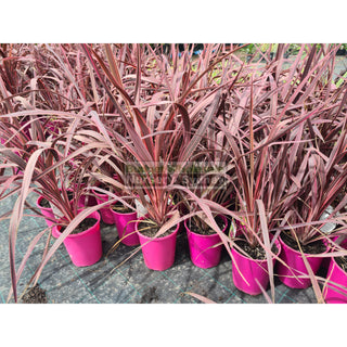 Cordyline Electric Pink 180mm/200mm Pots Qty Plants
