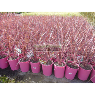 Cordyline Electric Pink 200Mm Pots Plants