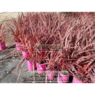 Cordyline Electric Pink 200Mm Pots Plants