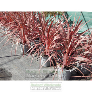 Cordyline Electric Pink Large 300Mm Pots Plants