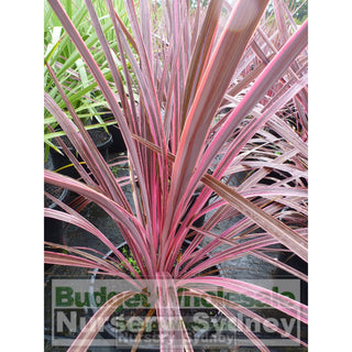 Cordyline Electric Pink Large 300Mm Pots Plants