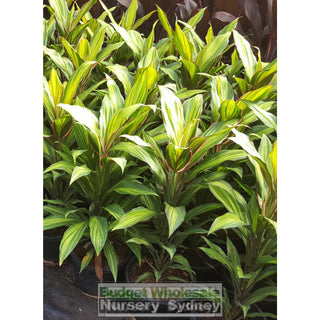 Cordyline Fruticosa Kiwi 200Mm Default Type