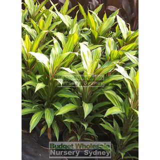 Cordyline Fruticosa Kiwi 200Mm Default Type