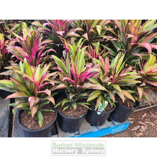 Cordyline fruticosa Kiwi 200mm Default type