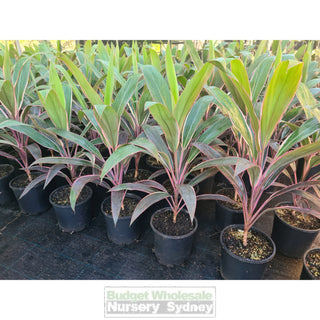 Cordyline fruticosa Pink Diamond 200mm - Default type