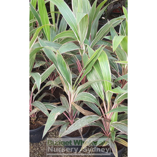 Cordyline Fruticosa Pink Diamond 200Mm Default Type