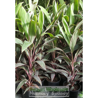 Cordyline Fruticosa Pink Diamond 200Mm Default Type