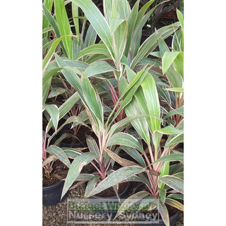 Cordyline Fruticosa Pink Diamond 200Mm Default Type