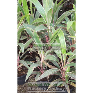 Cordyline Fruticosa Pink Diamond 200Mm Default Type