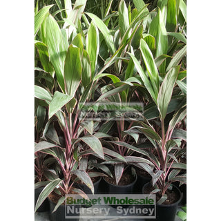 Cordyline Fruticosa Pink Diamond 200Mm Default Type