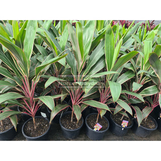 Cordyline Fruticosa Pink Diamond Large 300Mm Pot / 25L Default Type