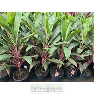 Cordyline Fruticosa Pink Diamond Large 300Mm Pot / 25L Default Type