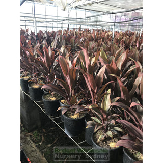 Cordyline Fruticosa Rubra 200Mm Default Type