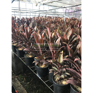 Cordyline Fruticosa Rubra 200Mm Default Type