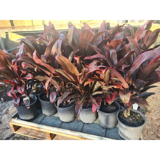 Cordyline fruticosa Rubra 200mm - Default type
