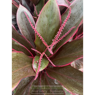 Cordyline Fruticosa Rubra Large 300Mm Pot - Great Indoor Plant Default Type