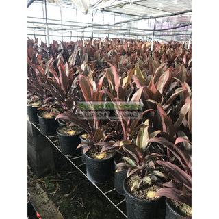 Cordyline Fruticosa Rubra 200Mm Default Type