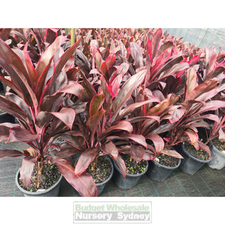 Cordyline Fruticosa Rubra Large 300Mm Pot - Great Indoor Plant Default Type