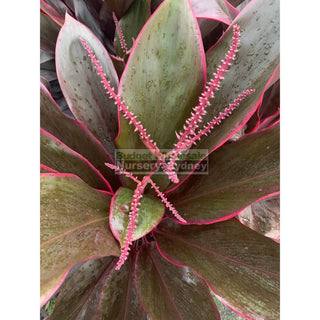Cordyline Fruticosa Rubra Large 300Mm Pot - Great Indoor Plant Default Type